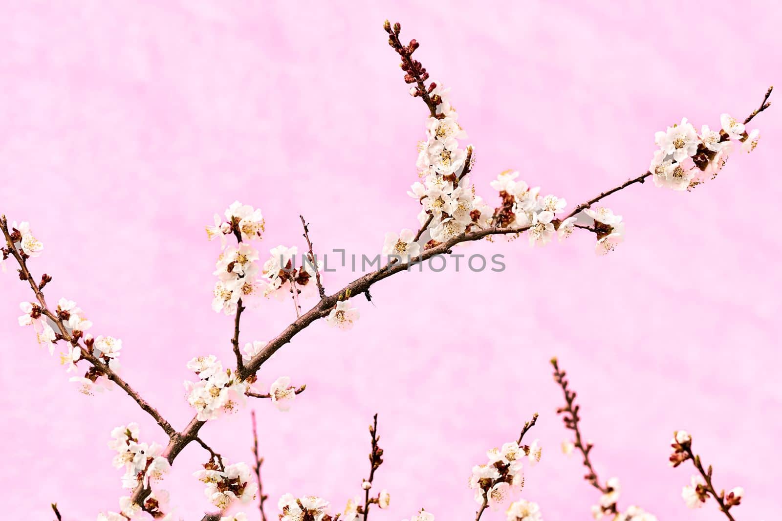 a part of a tree which grows out from the trunk or from a bough. Delicate branch of a flowering fruit tree on a yellow background