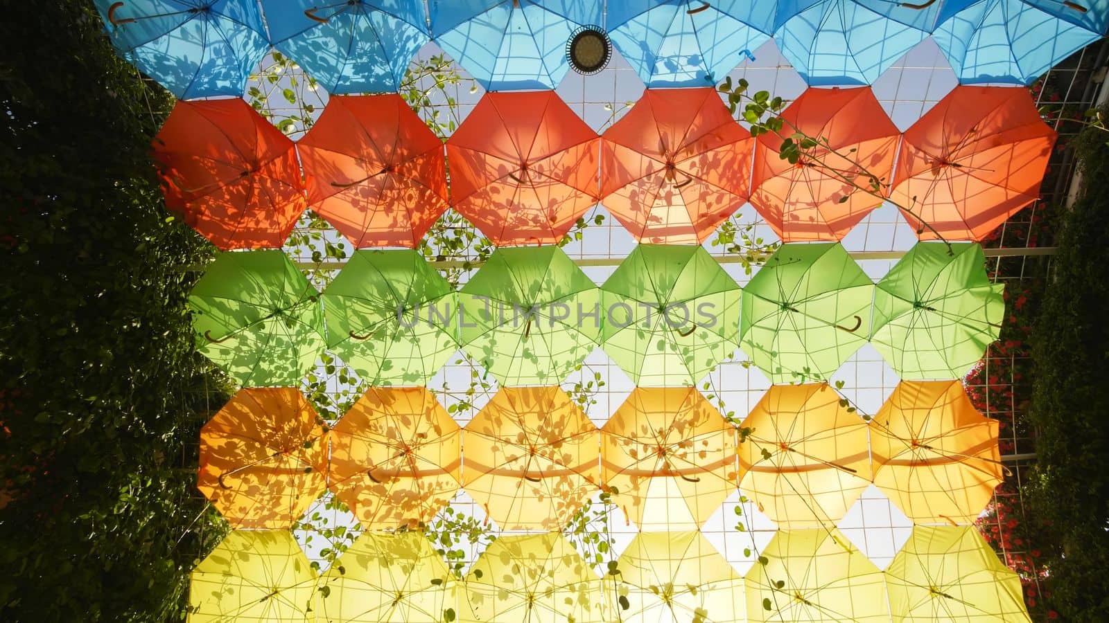 Multi-colored umbrellas in the park of the city