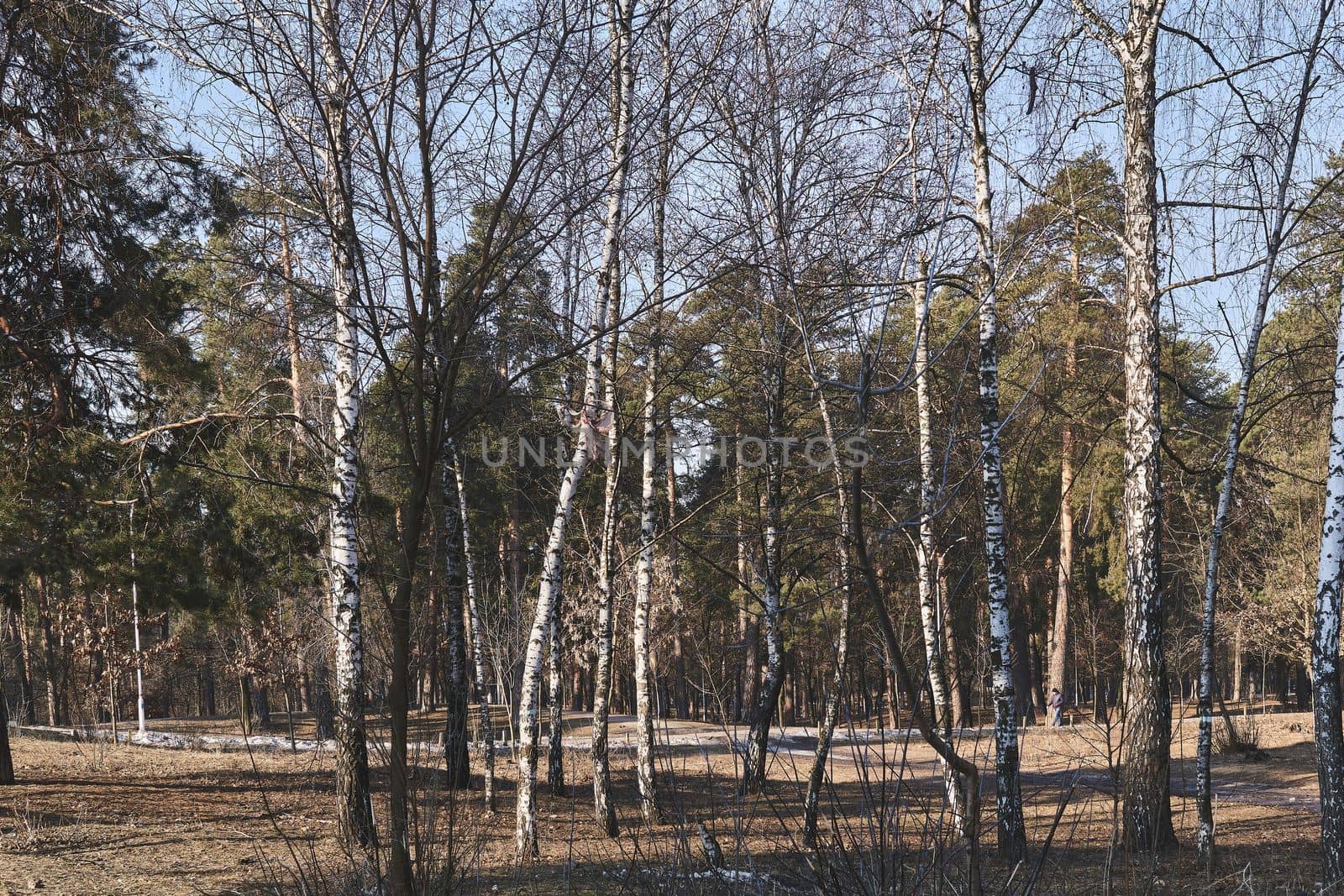 a slender, fast-growing tree that has thin bark often peeling and bears catkins