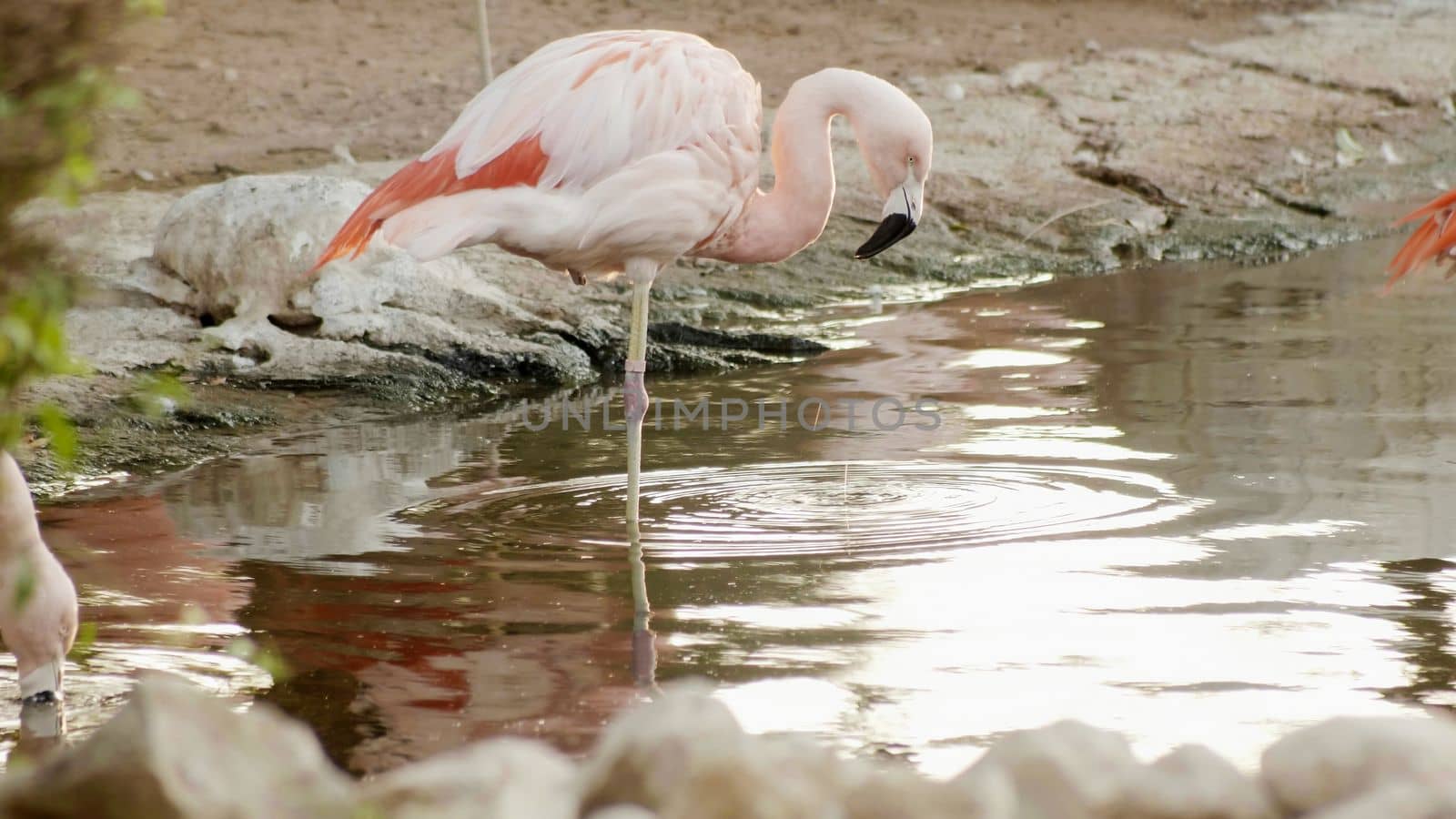 Pink flamingo by the river in Africa