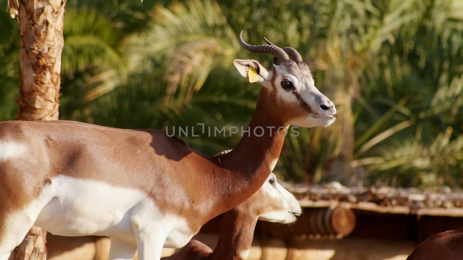Gazelle in the zoo of the arab emirates