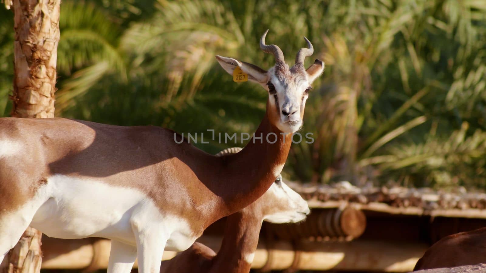 Gazelle in the zoo of the arab emirates