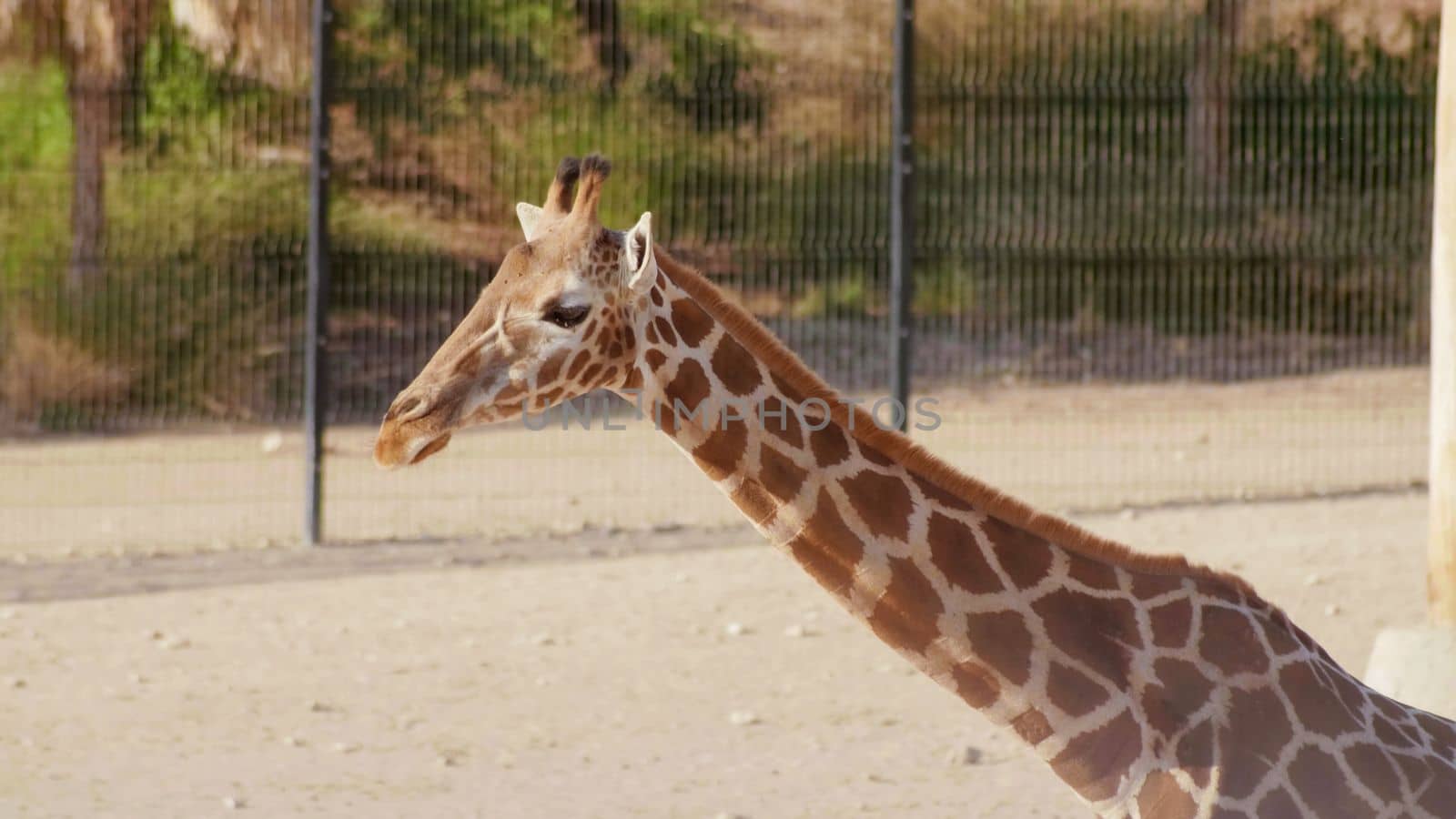 Beautiful giraffe in the zoo on a sunny day
