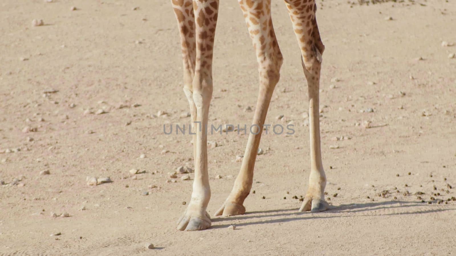 Feet of a giraffe in a zoo on a sunny day