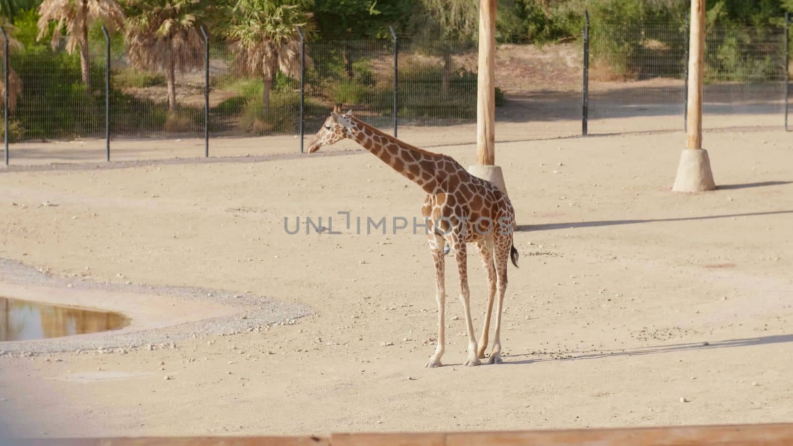 Beautiful giraffe in the zoo on a sunny day
