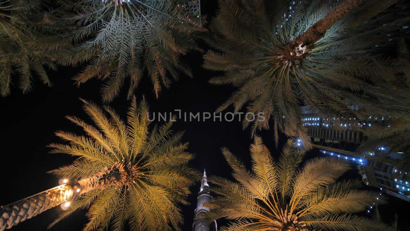 Garlands shine on the palm trees in Dubai at night