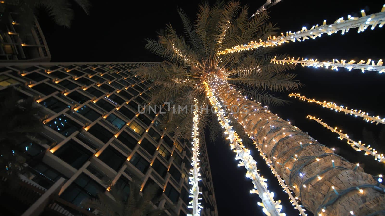 Garlands shine on the palm trees in Dubai at night