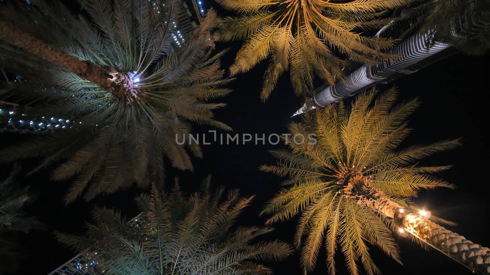 Garlands shine on the palm trees in Dubai at night