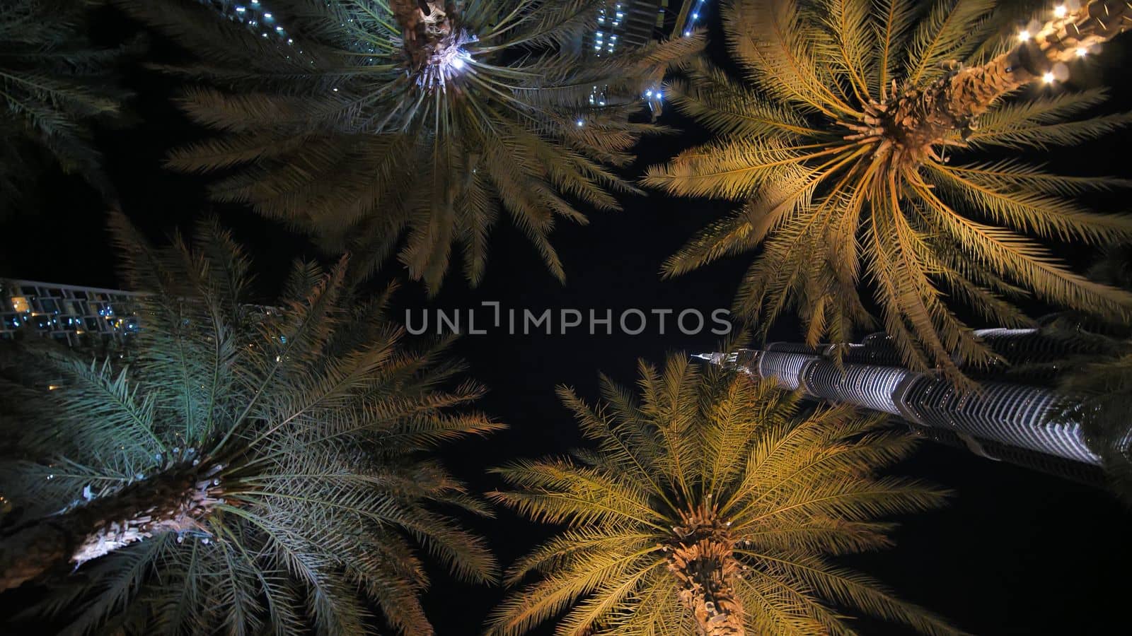 Garlands shine on the palm trees in Dubai at night