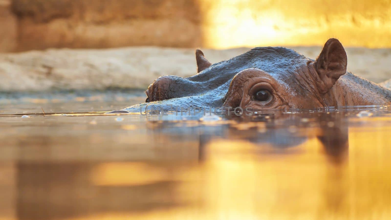 Hippo swims in the river in the evening. Face close up.