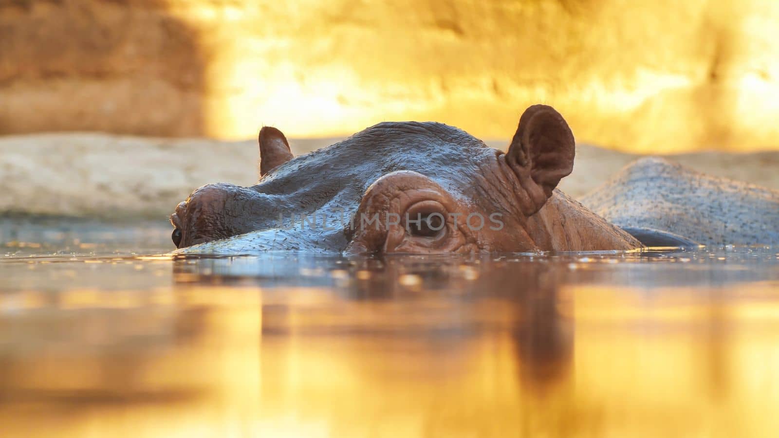 Hippo swims in the river in the evening. Face close up.