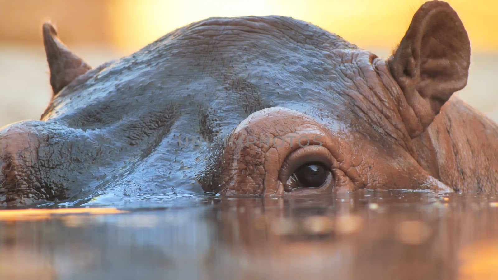 Hippo swims in the river in the evening. Face close up.