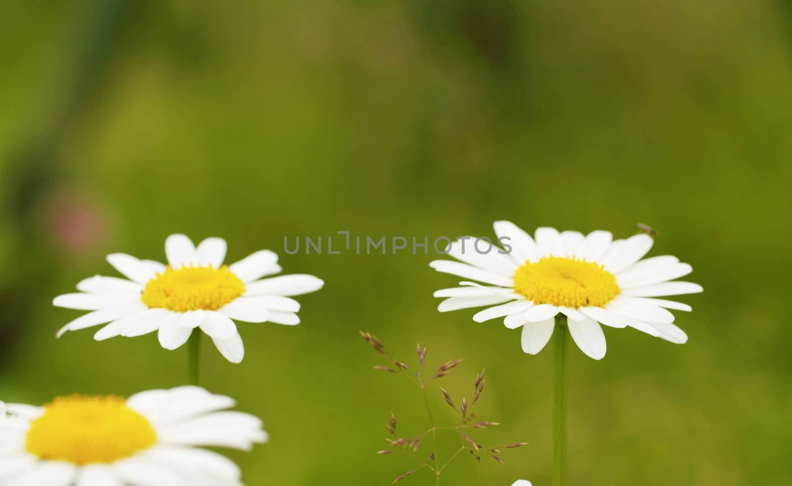 Close up of the beautiful chamomiles in summer in the grass. Seasonal scene. Natural background