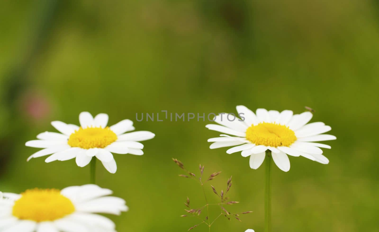 Beautiful chamomiles in the grass by Alize