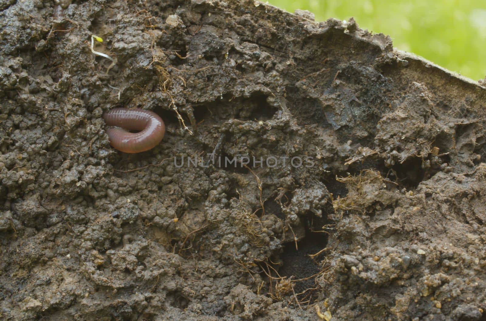 Worm crawling in freshly dug up soil by Alize
