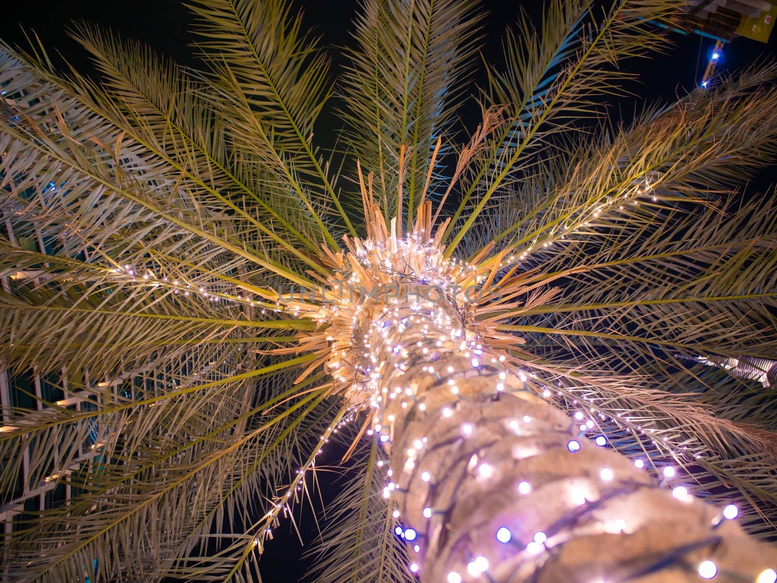 Palm trees with luminous garlands at night in Dubai.