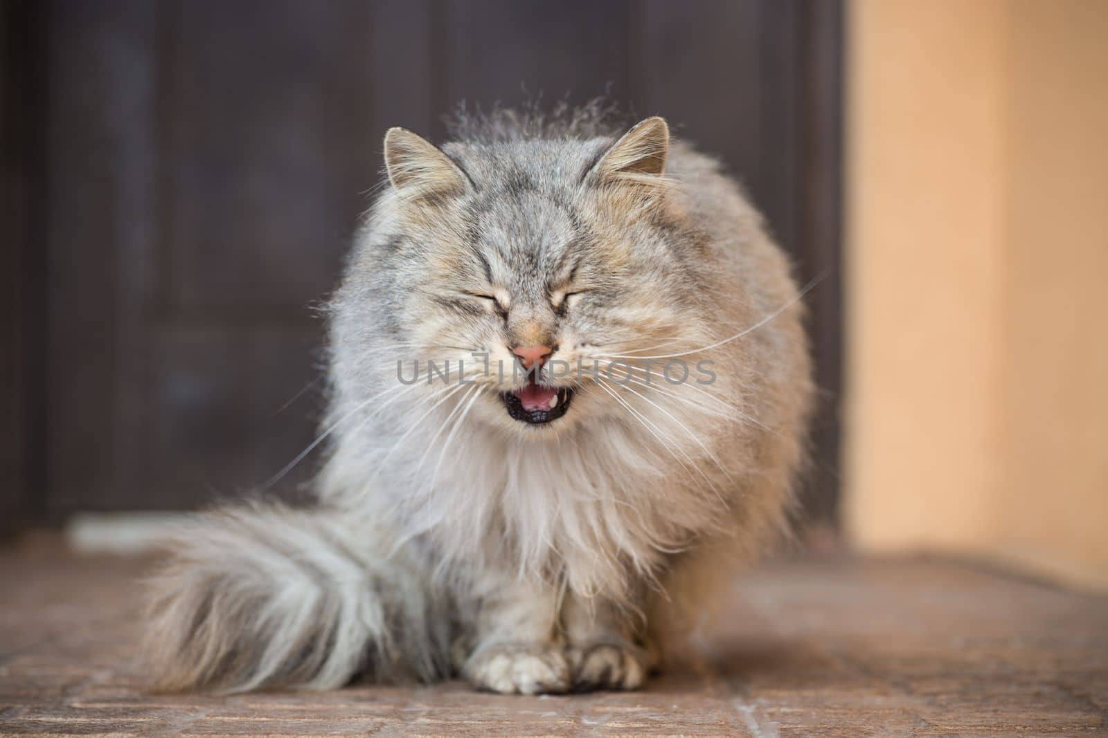 The cat is beautiful, cute, fluffy, gray in color, walks outdoors in winter.