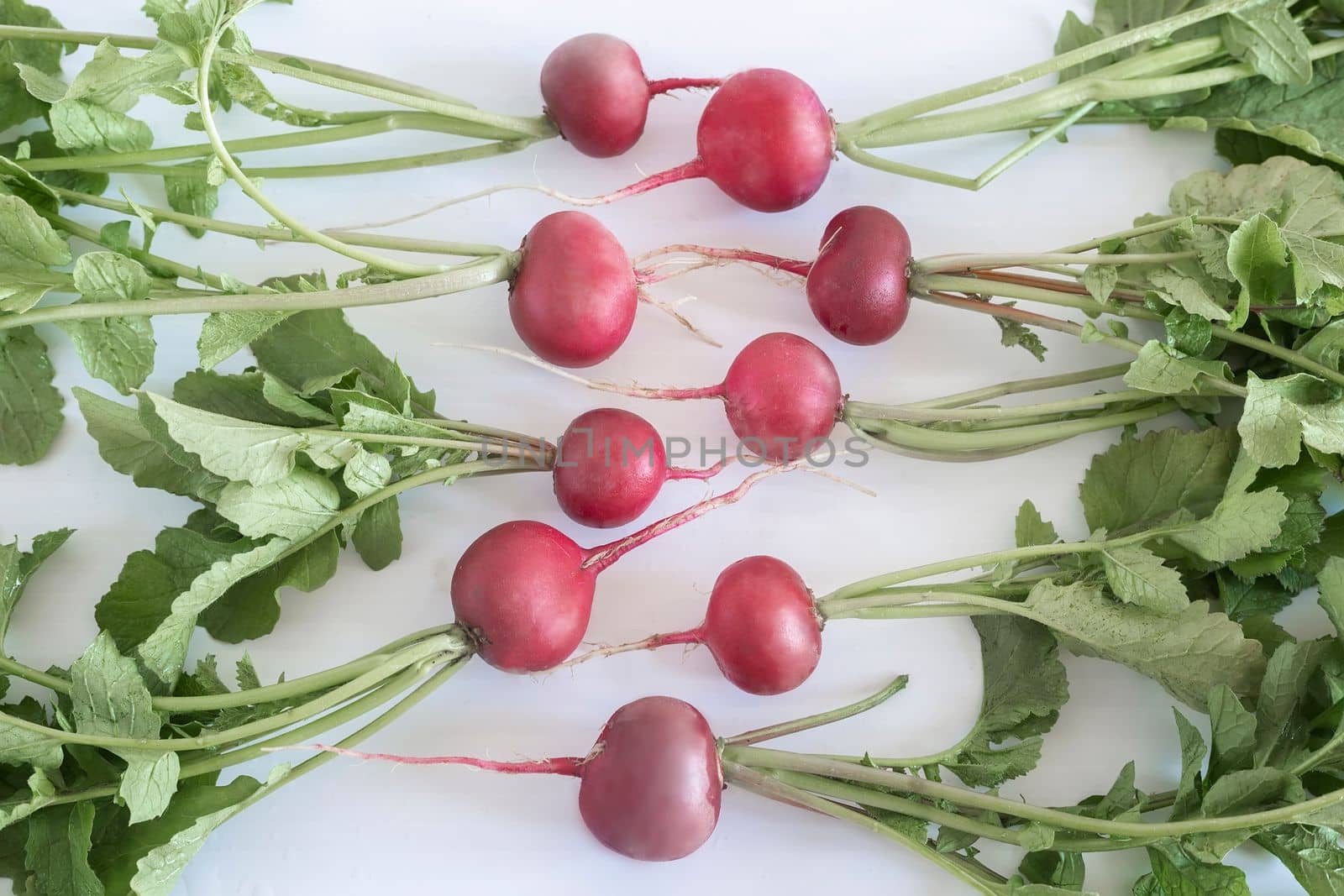 A small fresh radish on a white background. Top view, space for text.