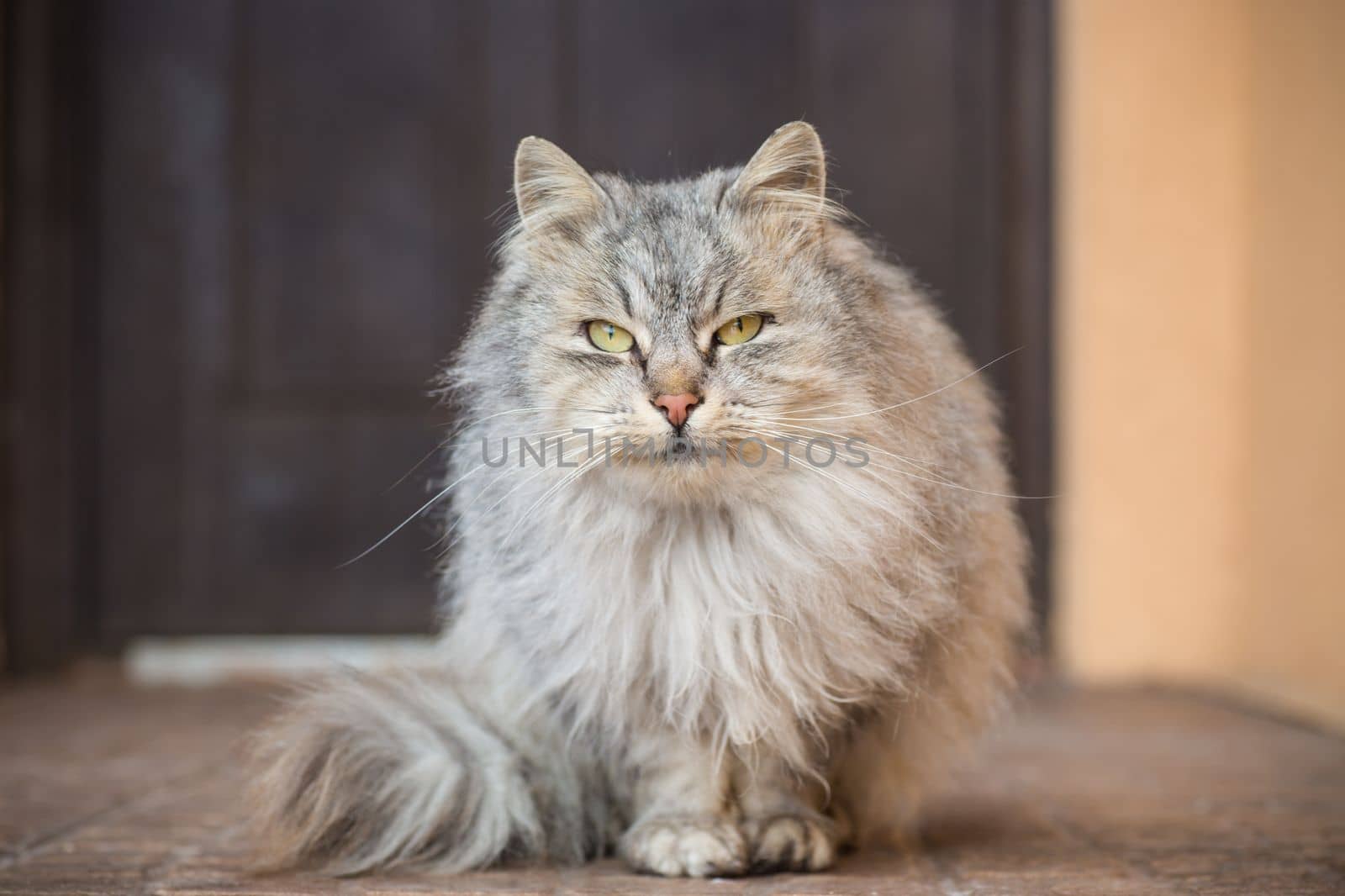 The cat is beautiful, cute, fluffy, gray in color, walks outdoors in winter.
