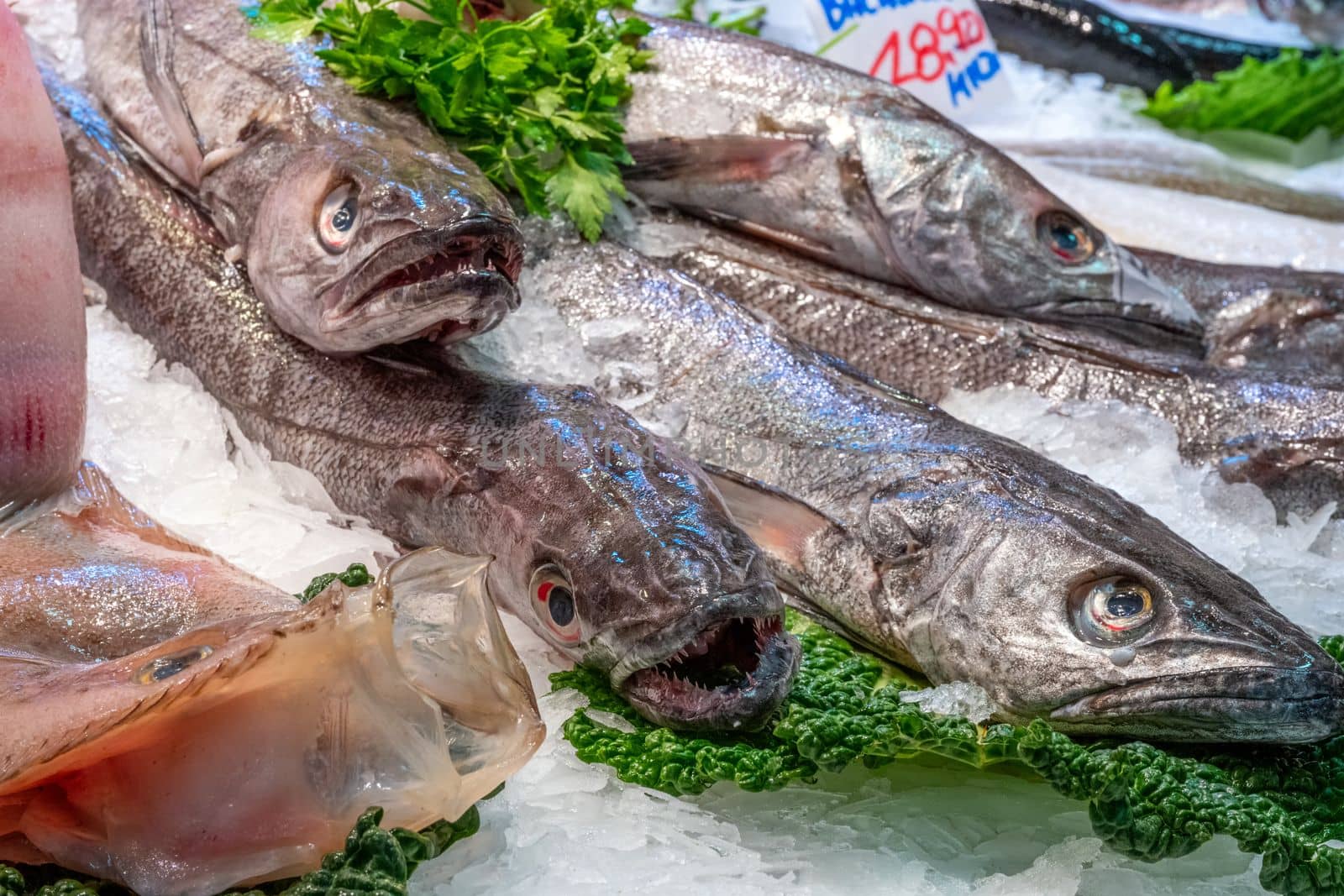 Fresh fish for sale by elxeneize