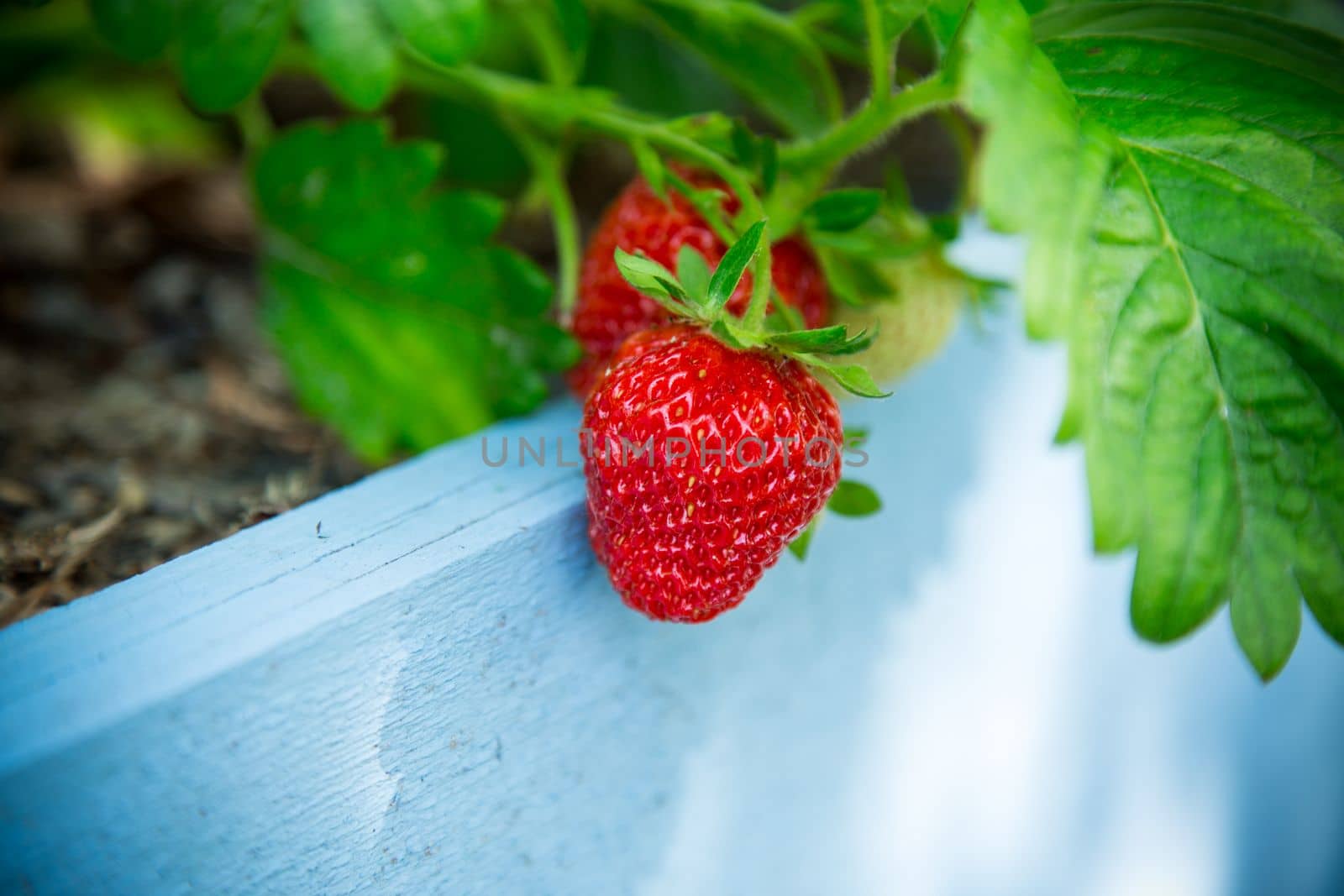 Ripe red strawberries grow on a wooden garden bed outdoors