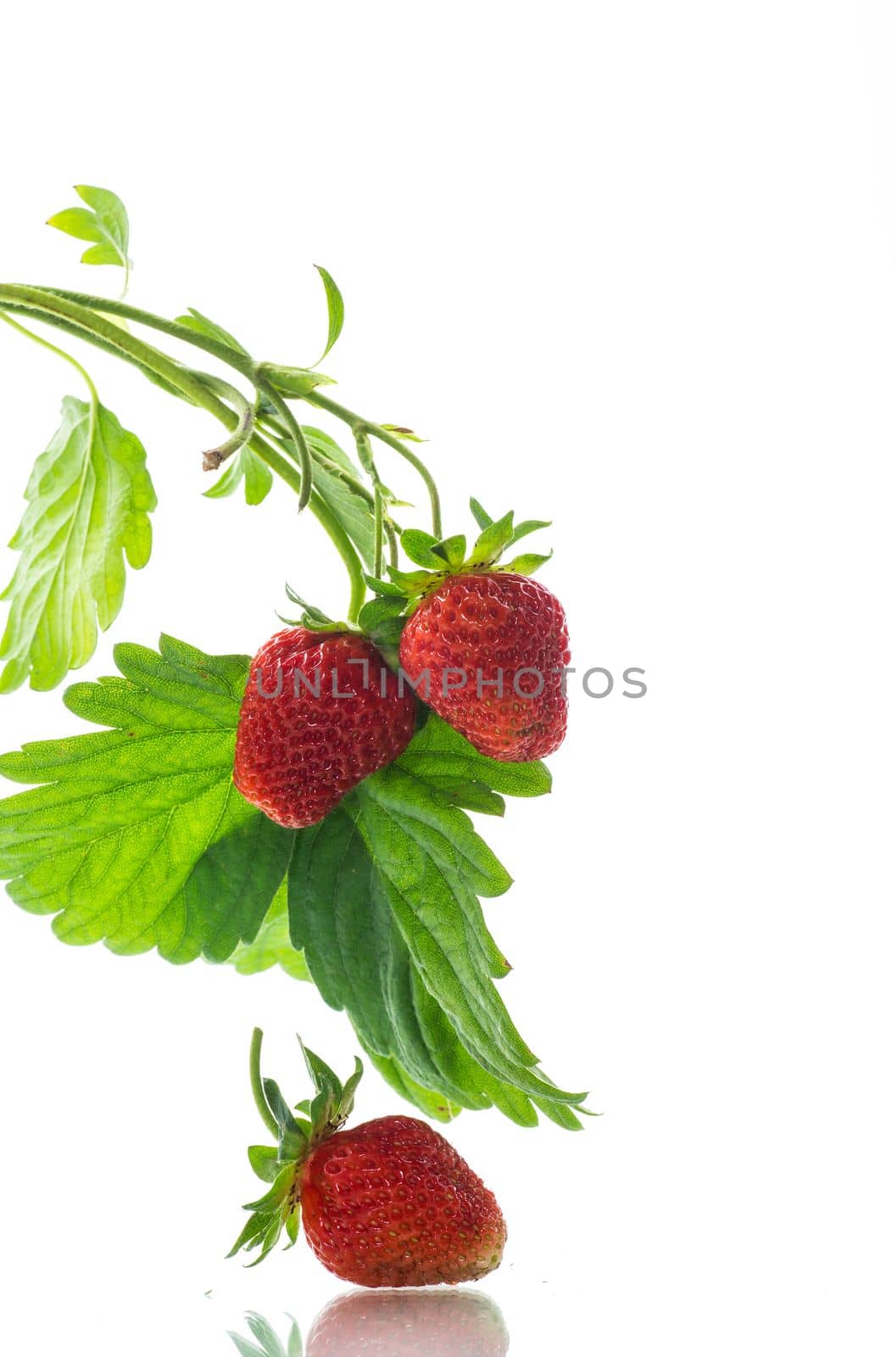 Ripe juicy red strawberry isolated on white background