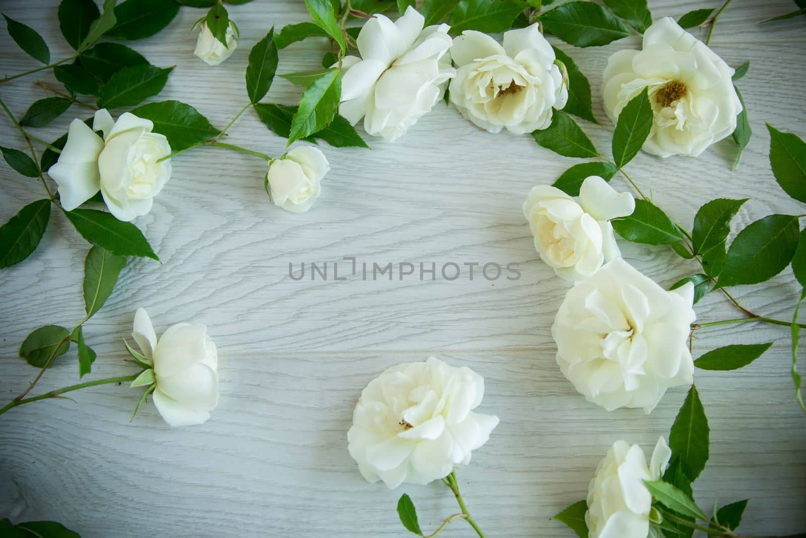 beautiful background of many white roses on a light wooden