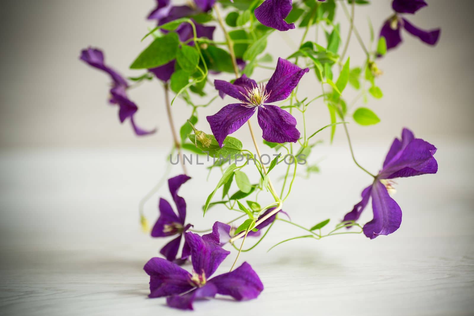 beautiful blooming clematis on a light blurred background