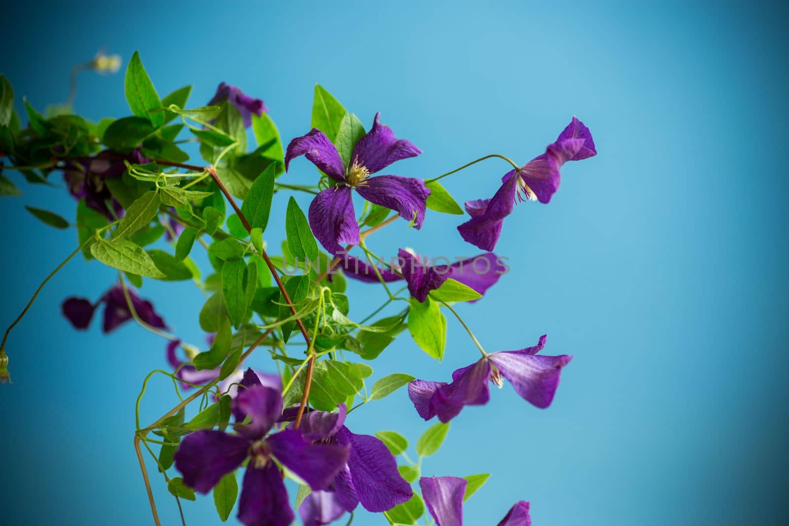 beautiful blooming clematis isolated on a blue background
