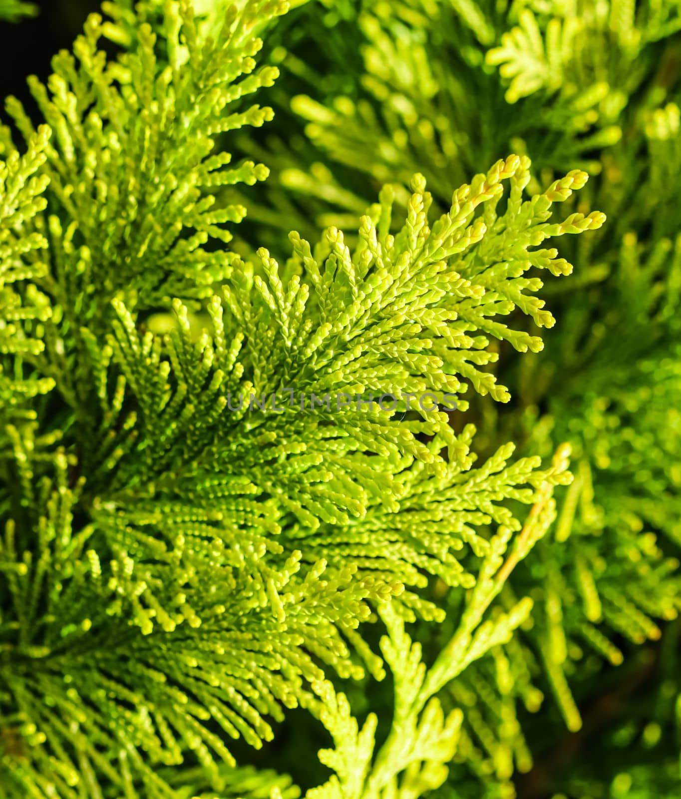 Close-up of a green yellow juniper branches. Natural background. High quality photo