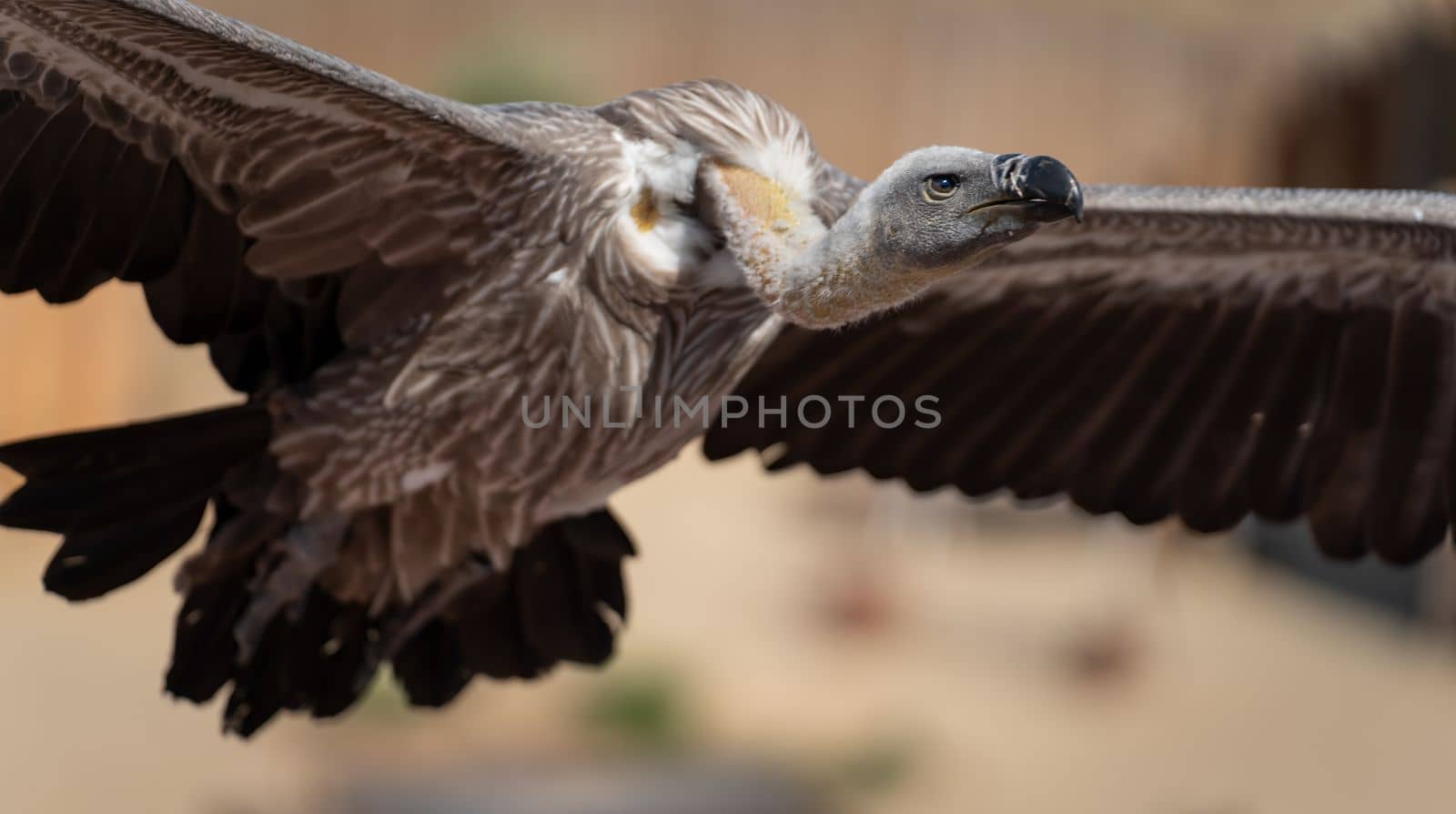 Closeup profile view of vulture flying