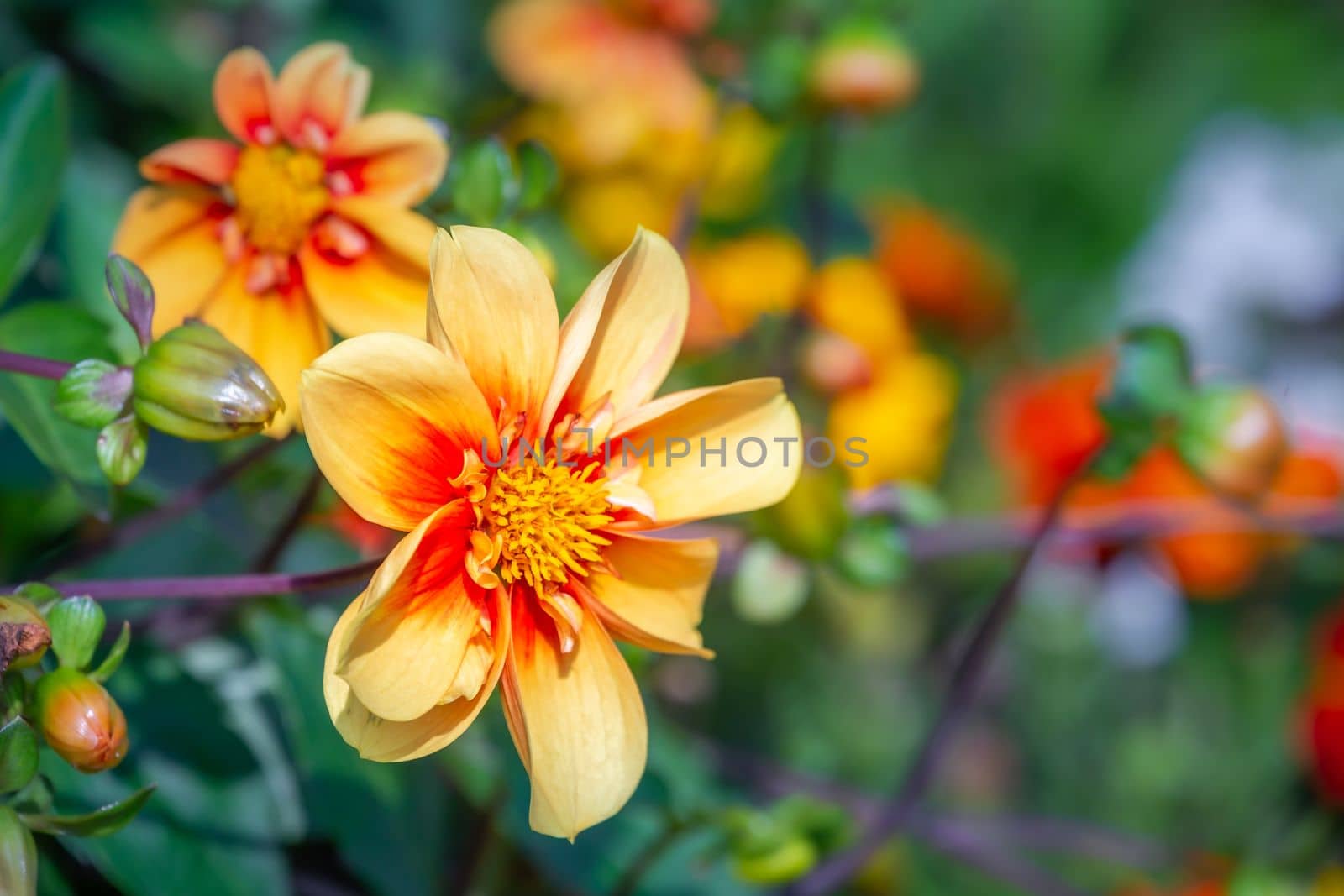 Colorful delicate flowers garden at golden sunset, idyllic landscape in Giverny, France