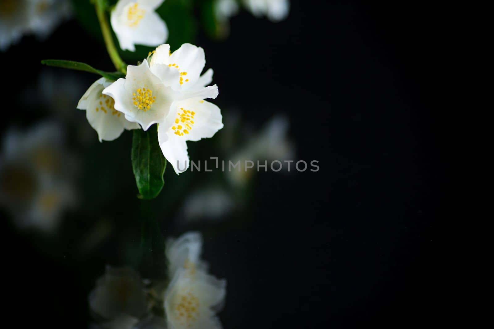 Branch of blooming fragrant white jasmine flowers isolated on black background