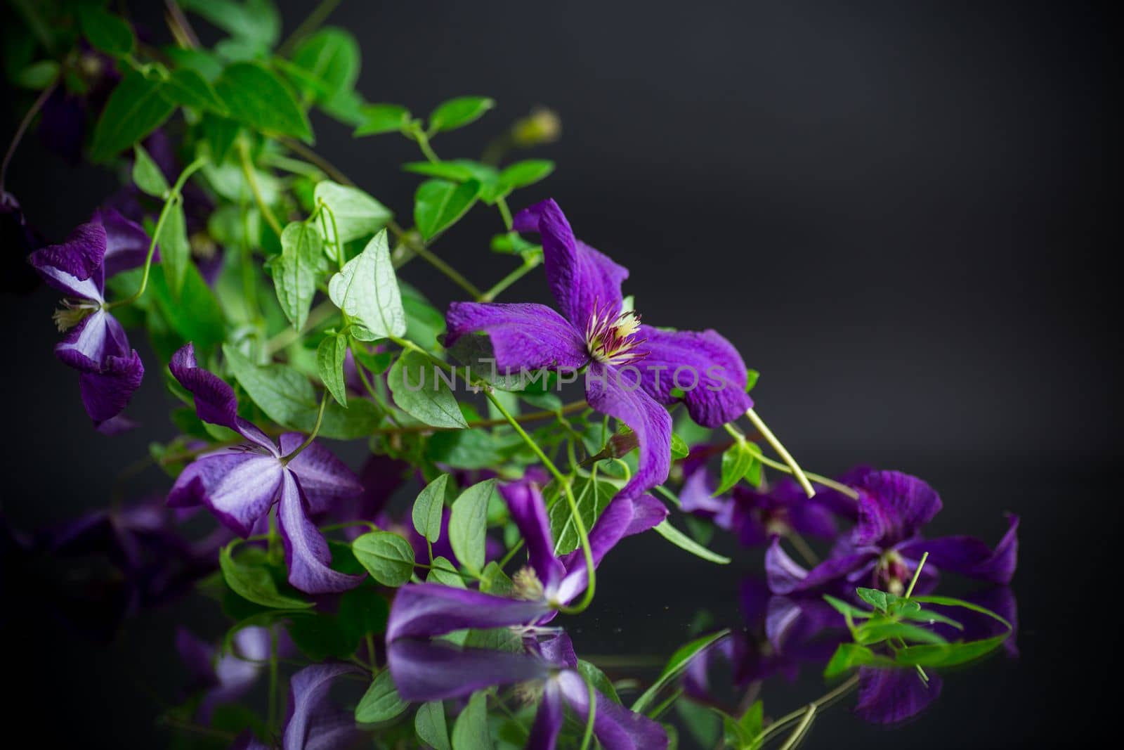 beautiful blooming clematis isolated on a black background