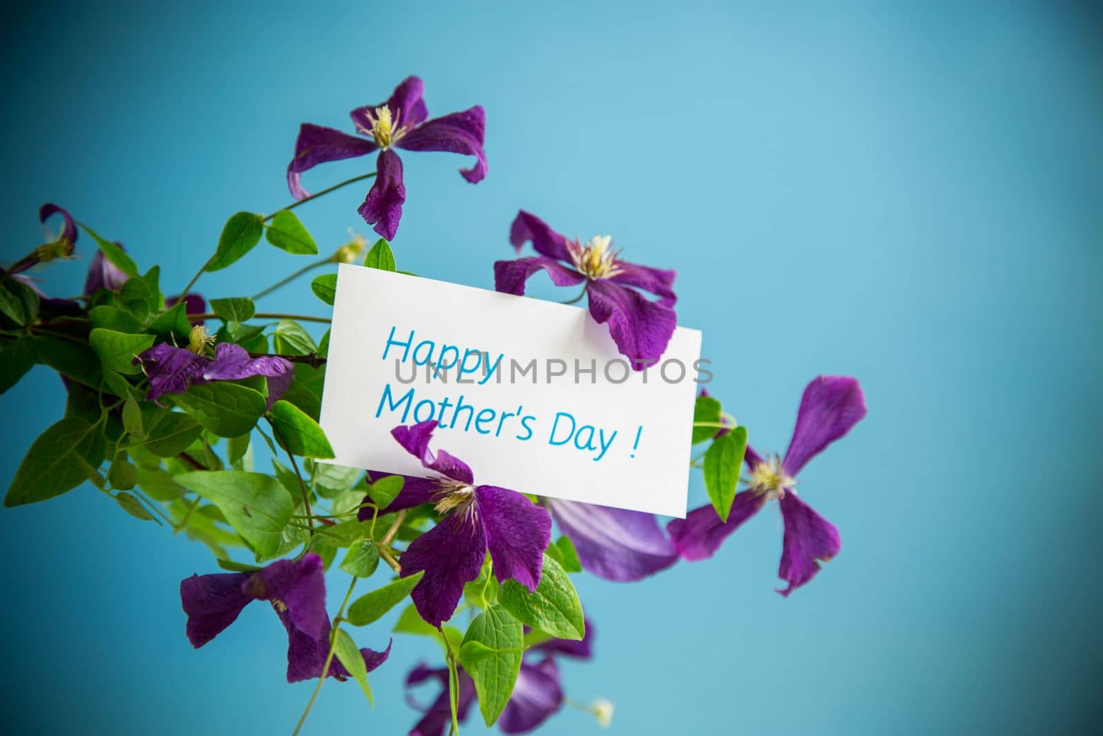 beautiful blooming clematis isolated on a blue background