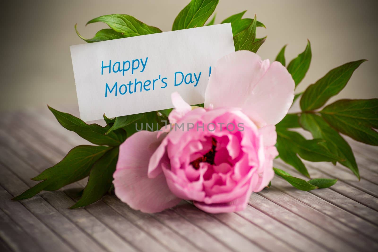 Beautiful large pink peony on a wooden table with congratulations on Mother's Day
