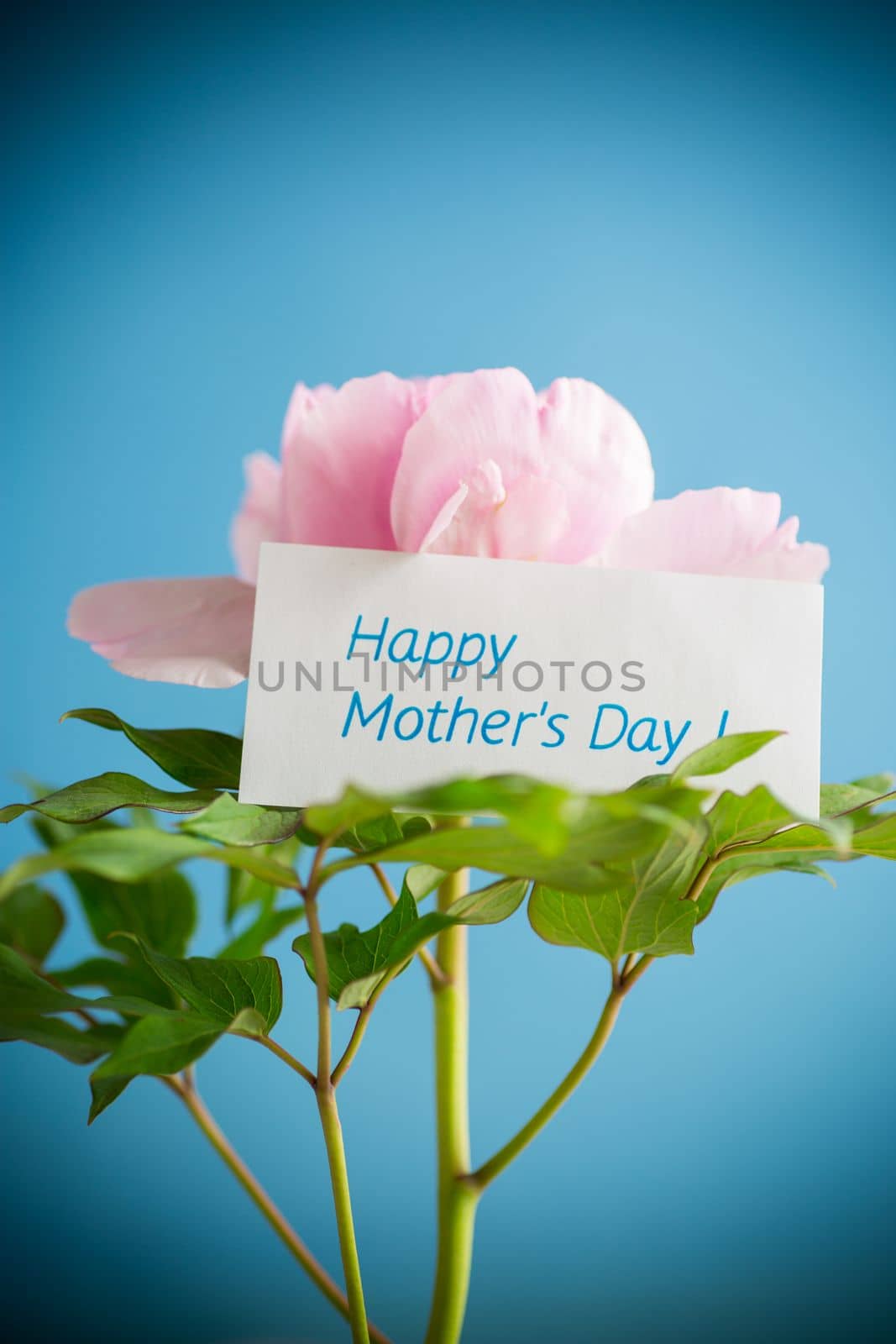 Beautiful big pink peony with congratulations on Mother's Day, isolated on a blue background.