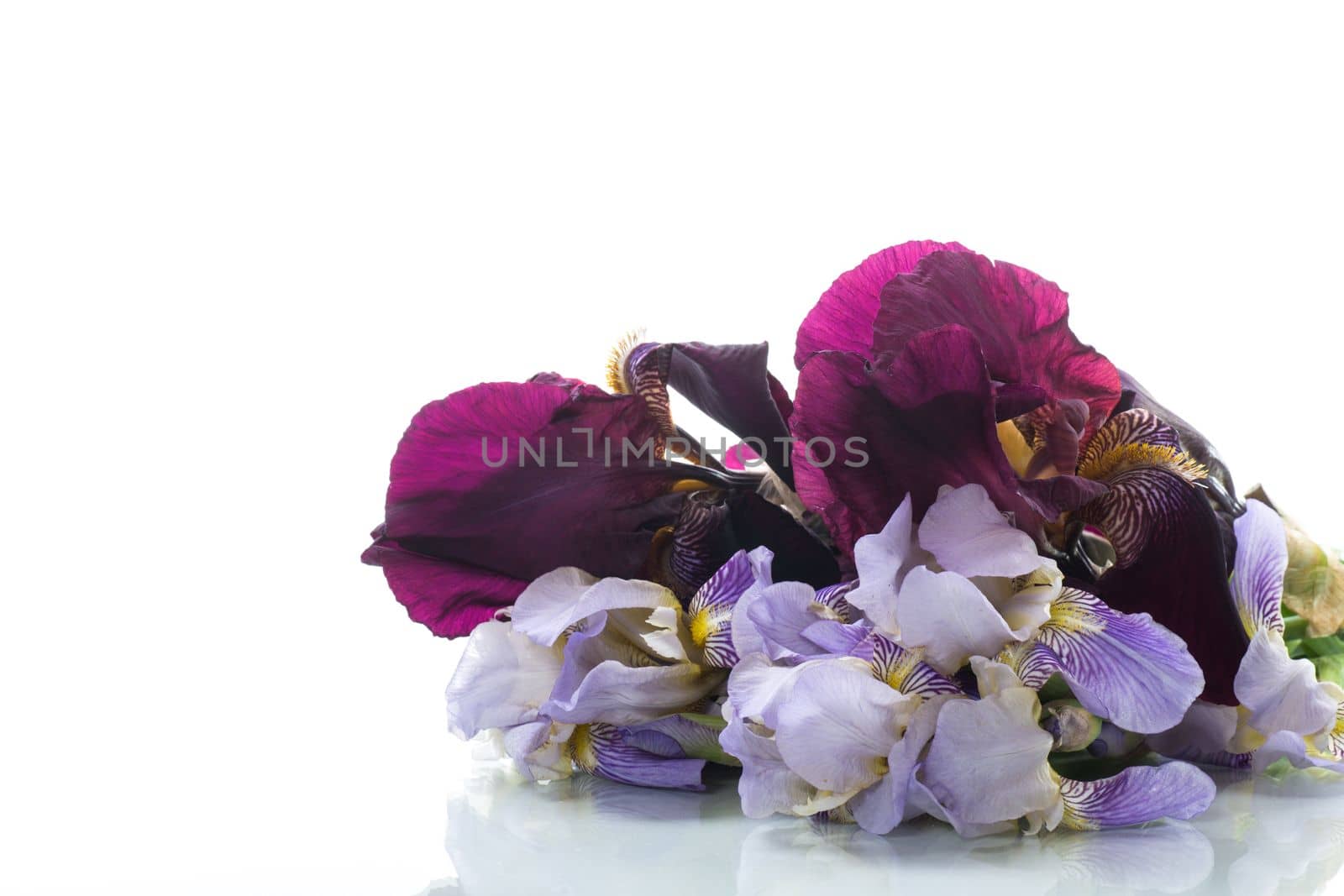 bouquet of beautiful blooming iris flowers isolated on white background