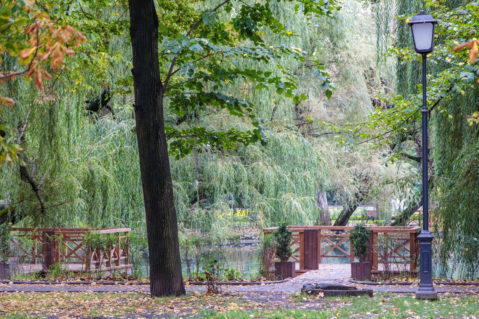 A small pond in a city park in summer