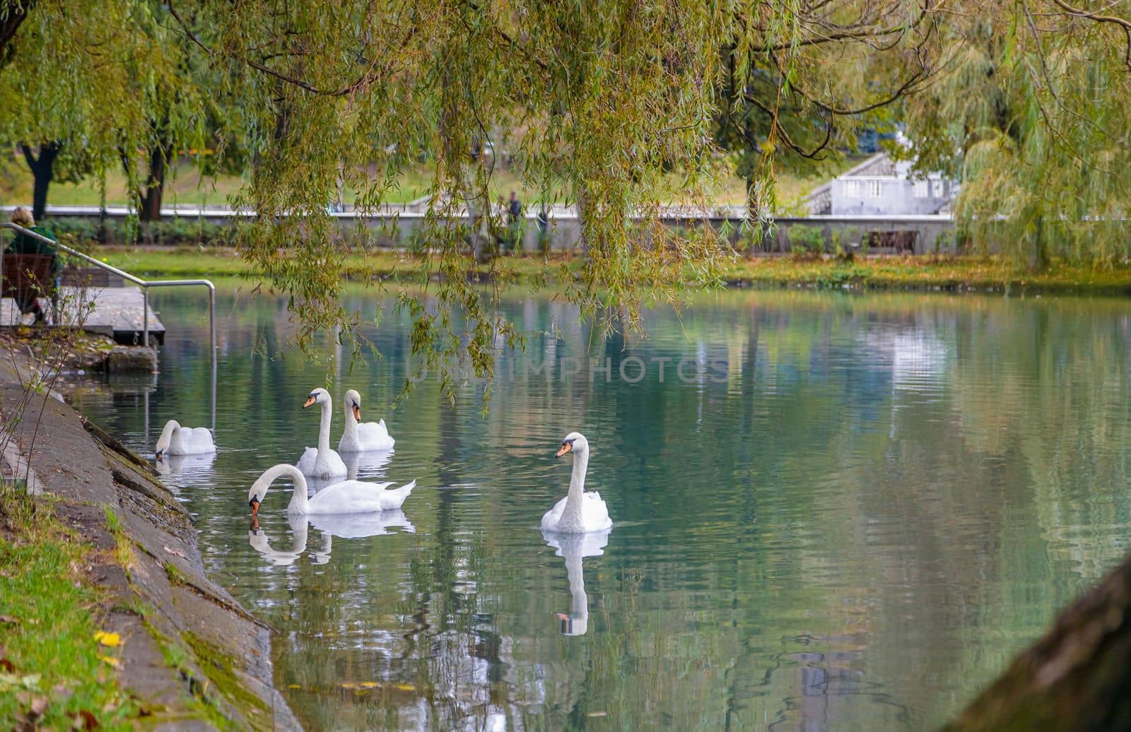 A small pond in a city park in summer. White swans swim on the pond
