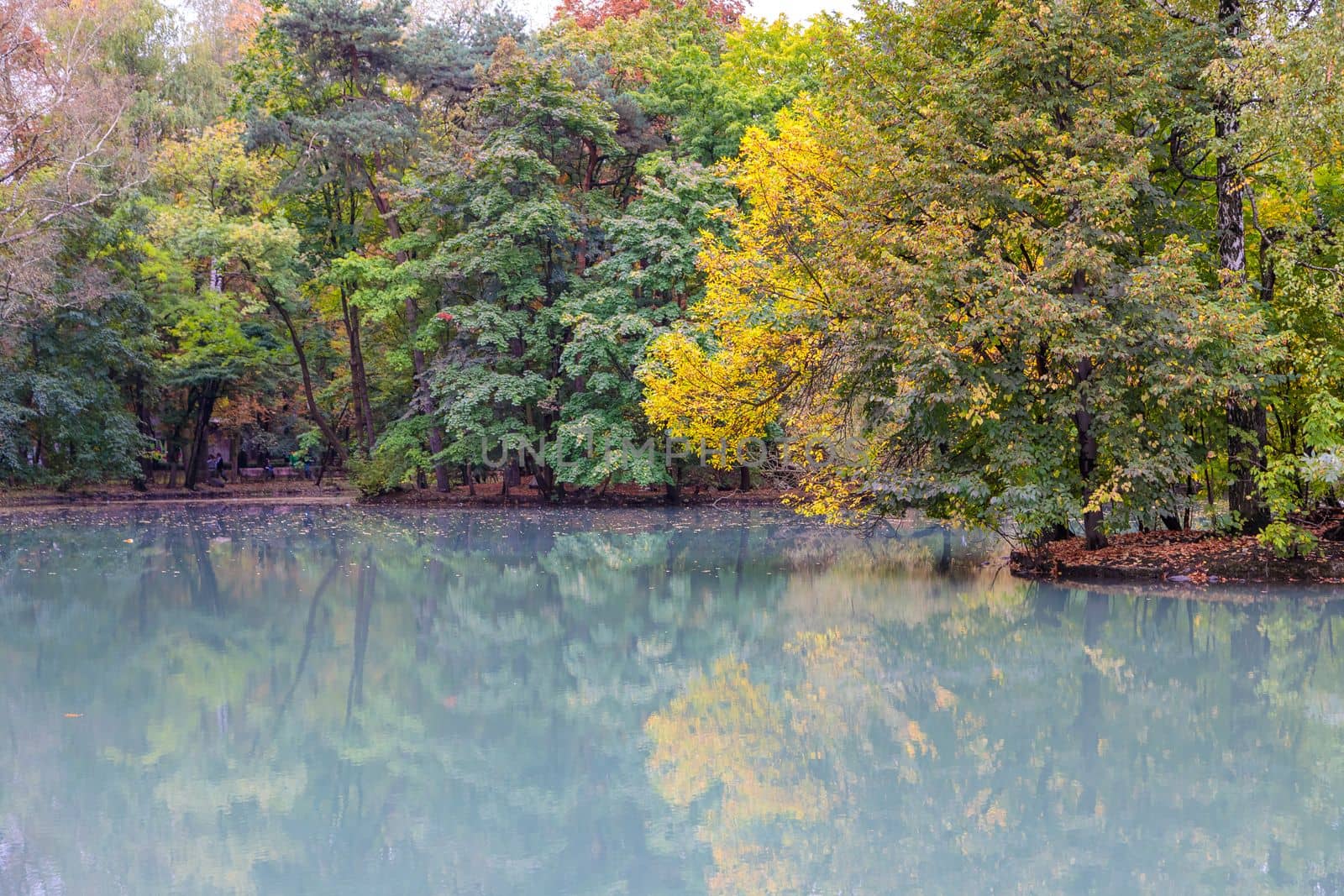 A small pond in a city park in summer