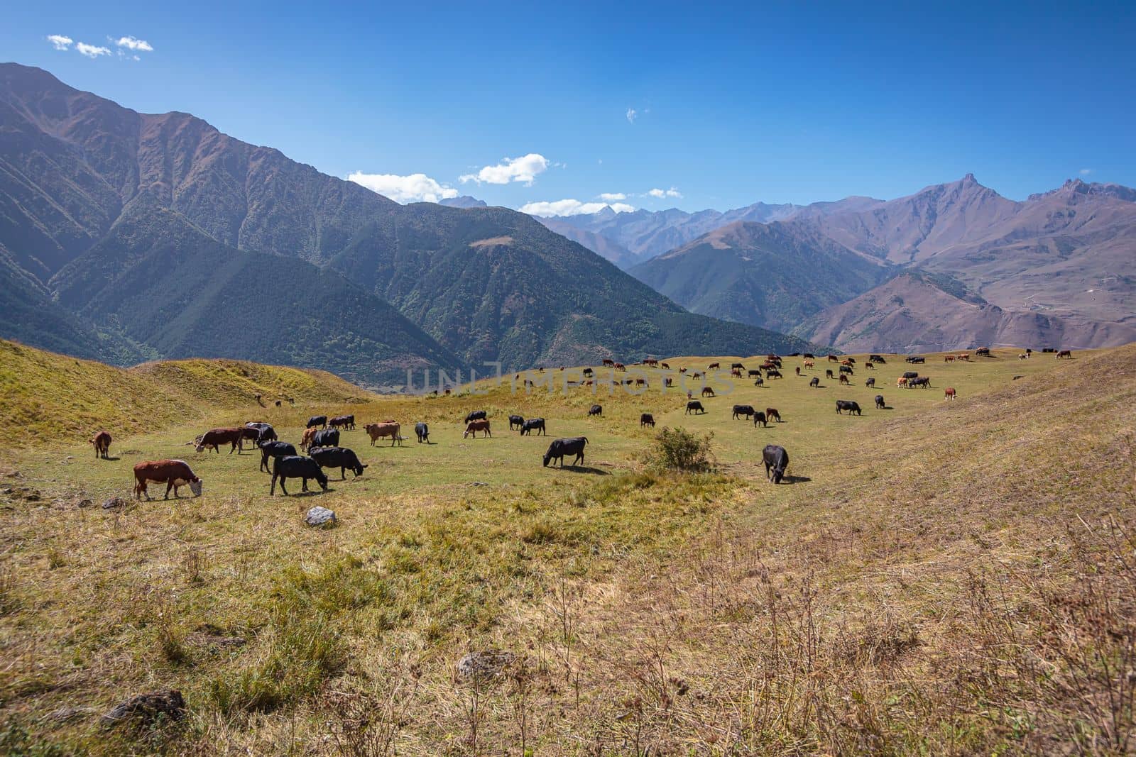 A herd of cows grazes in the meadows of the Caucasus Mountains