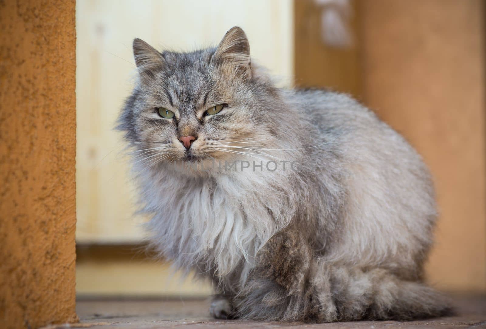 The cat is beautiful, cute, fluffy, gray in color, walks outdoors in winter.