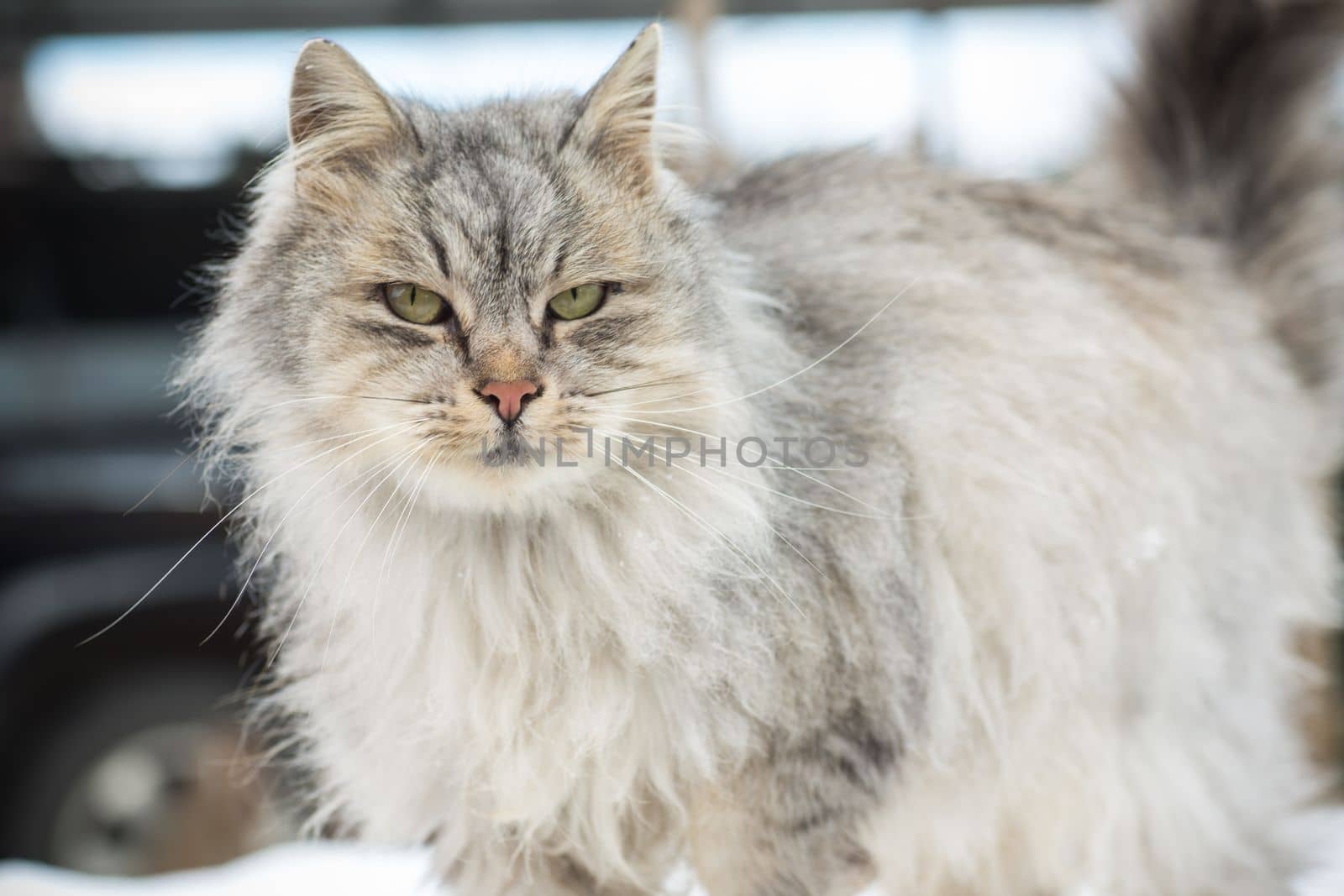The cat is beautiful, cute, fluffy, gray in color, walks outdoors in winter.