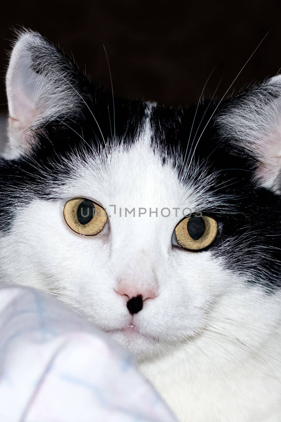White cat with black ears and yellow eyes close up