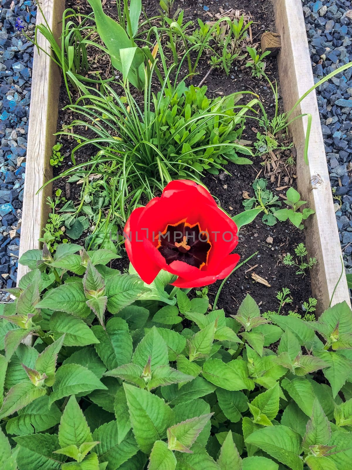 Blossoming red tulip growing through peppermint leaves in flower bed.