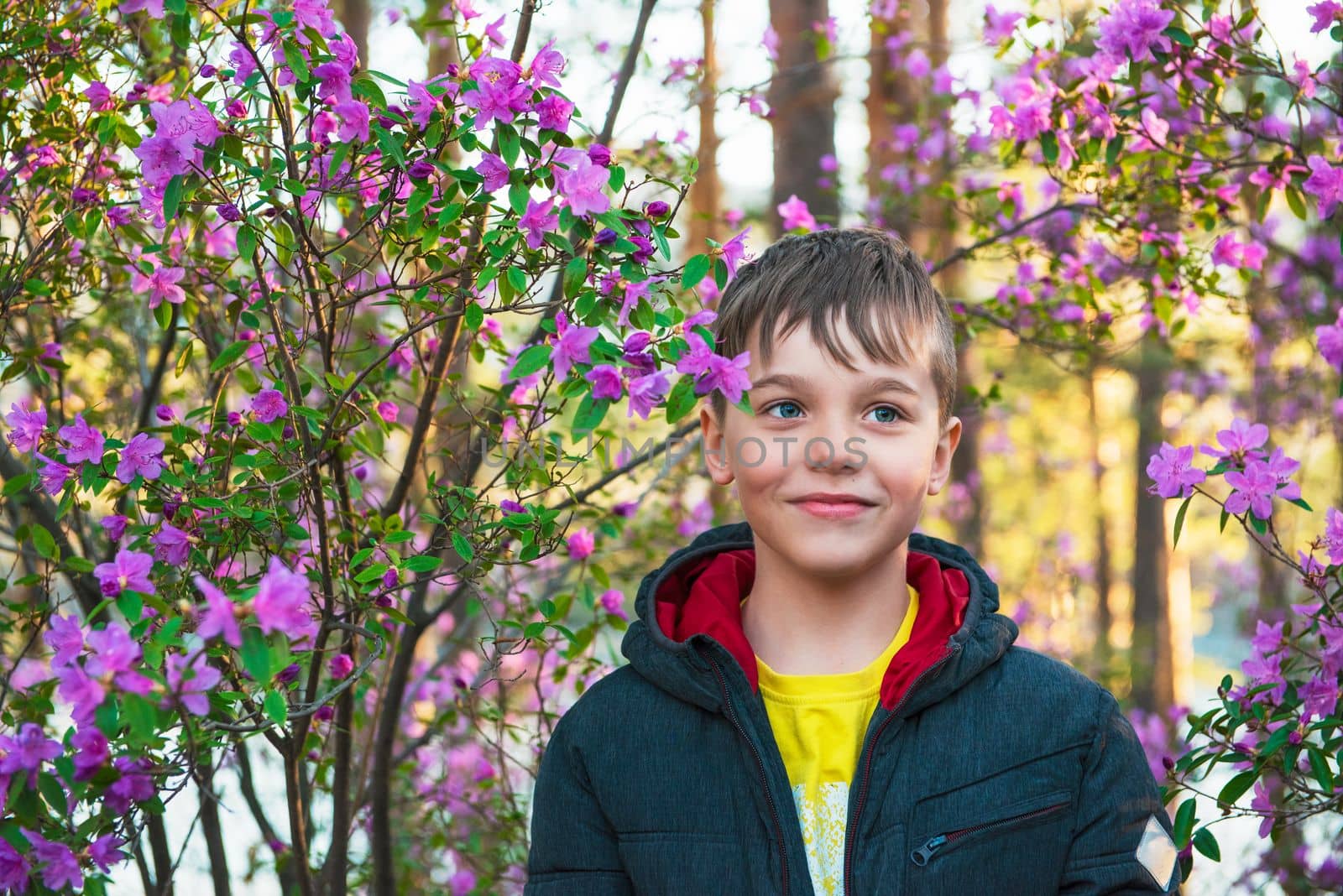 Happy kid travelling in Altai mountains on spring beautiful booming pink Rhododendron flowers background