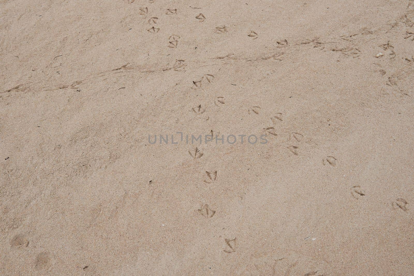 Set of seagull footprints on the sand of the beach.Diagonals, nobody, texture, brown sand, birds, road, direction