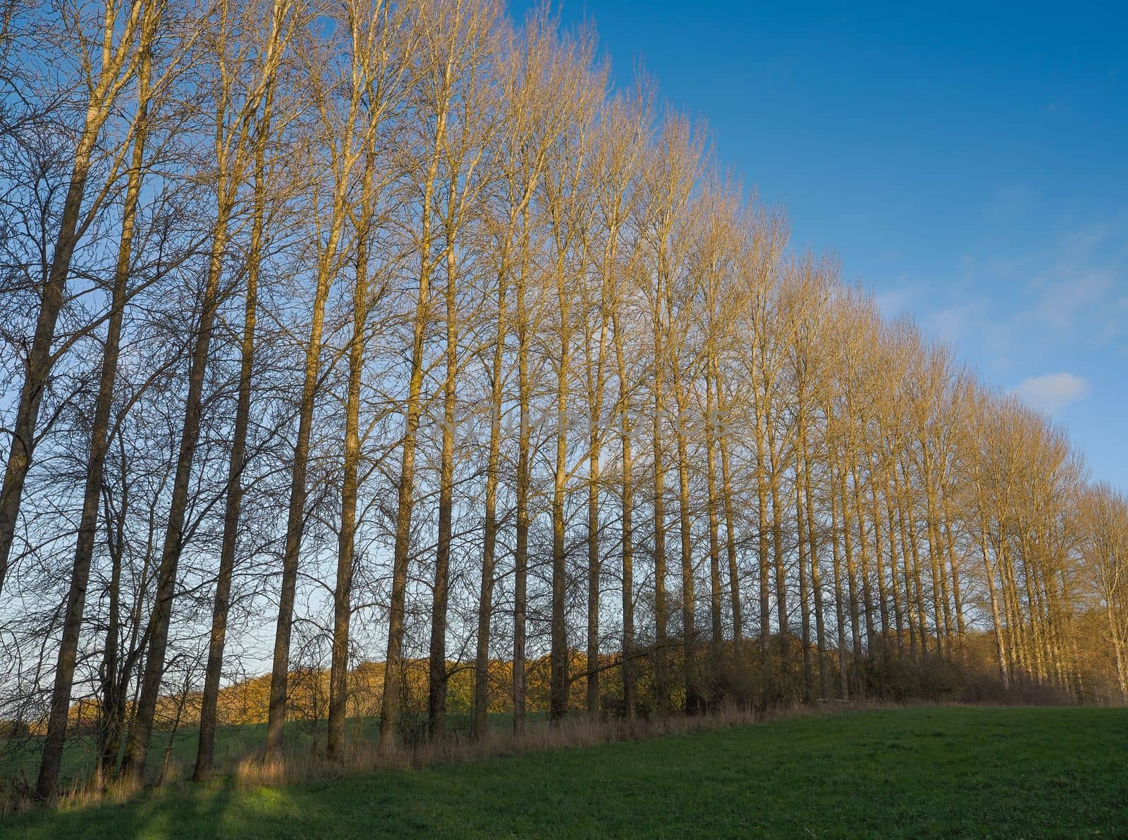 Row of tall trees lined up across a field lit by low autumn sun, Berkshire by PhilHarland