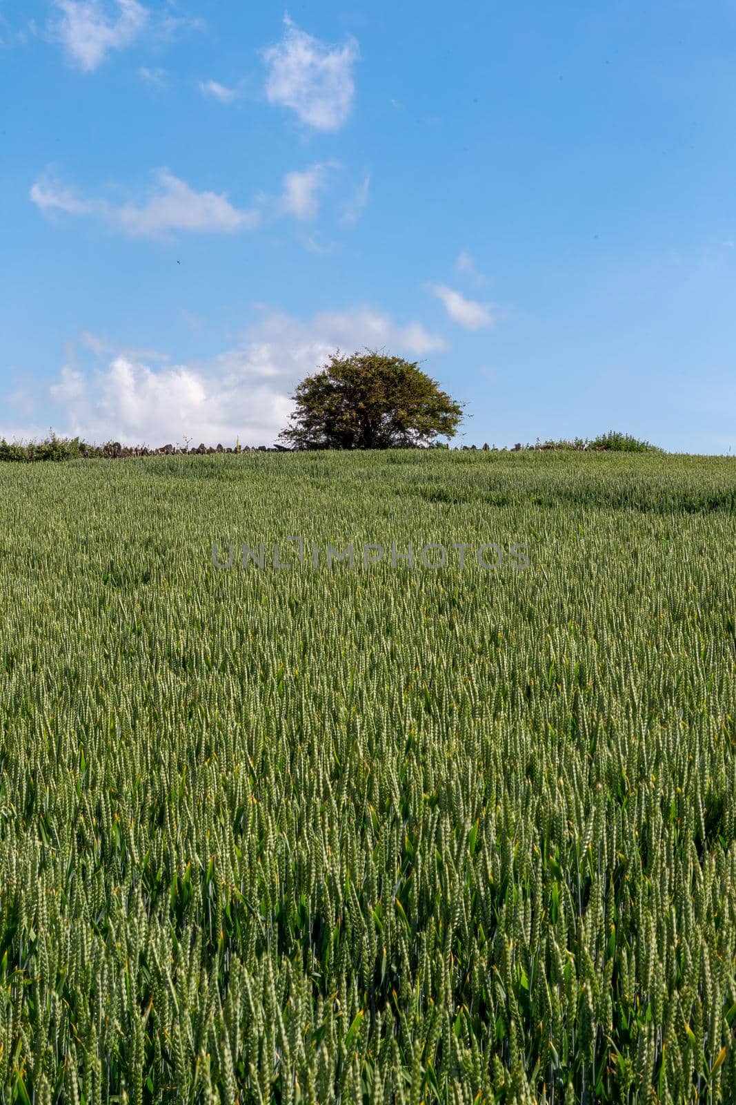 Field of Common wheat plants by magicbones